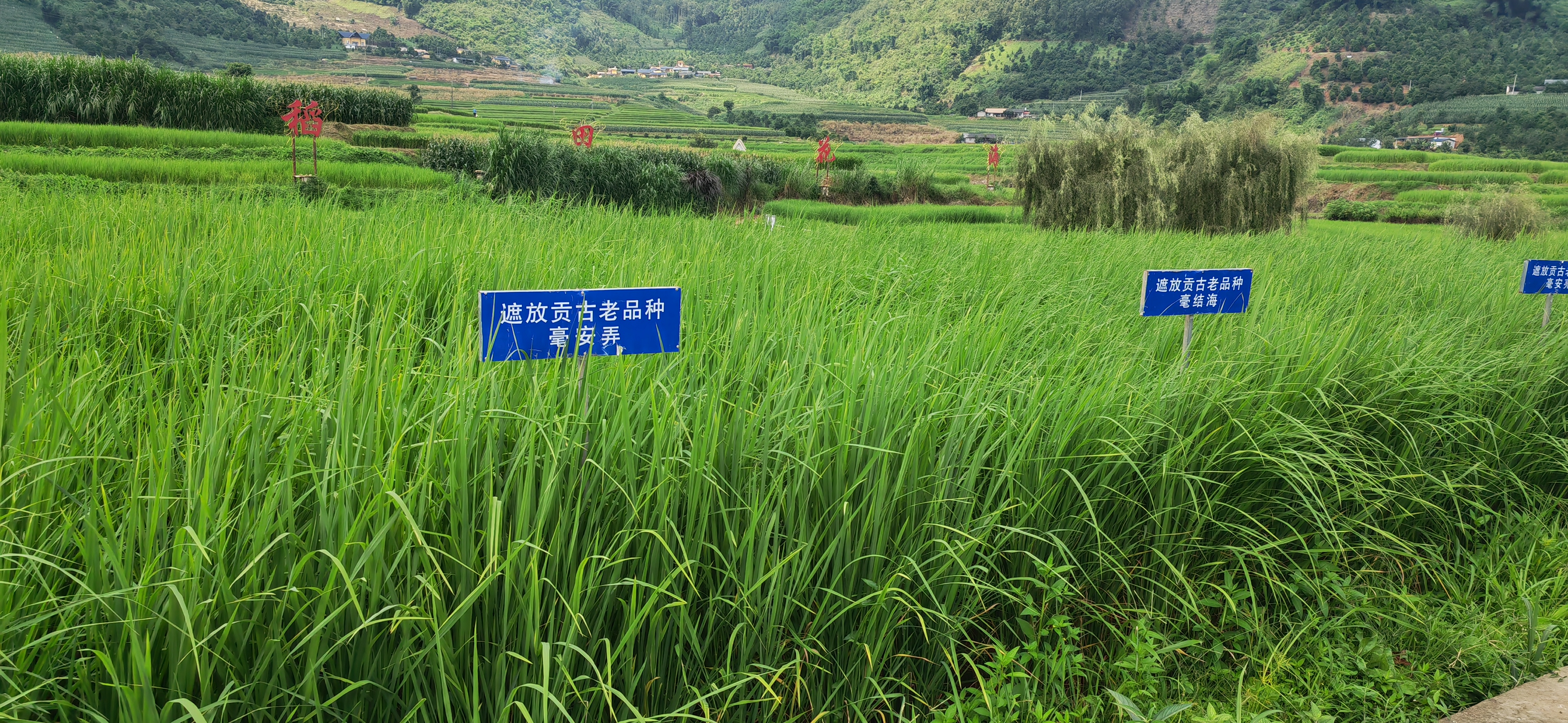 https://www.sczjw.net.cn:443/cms-web/ueditor/download?id=856750756861362176