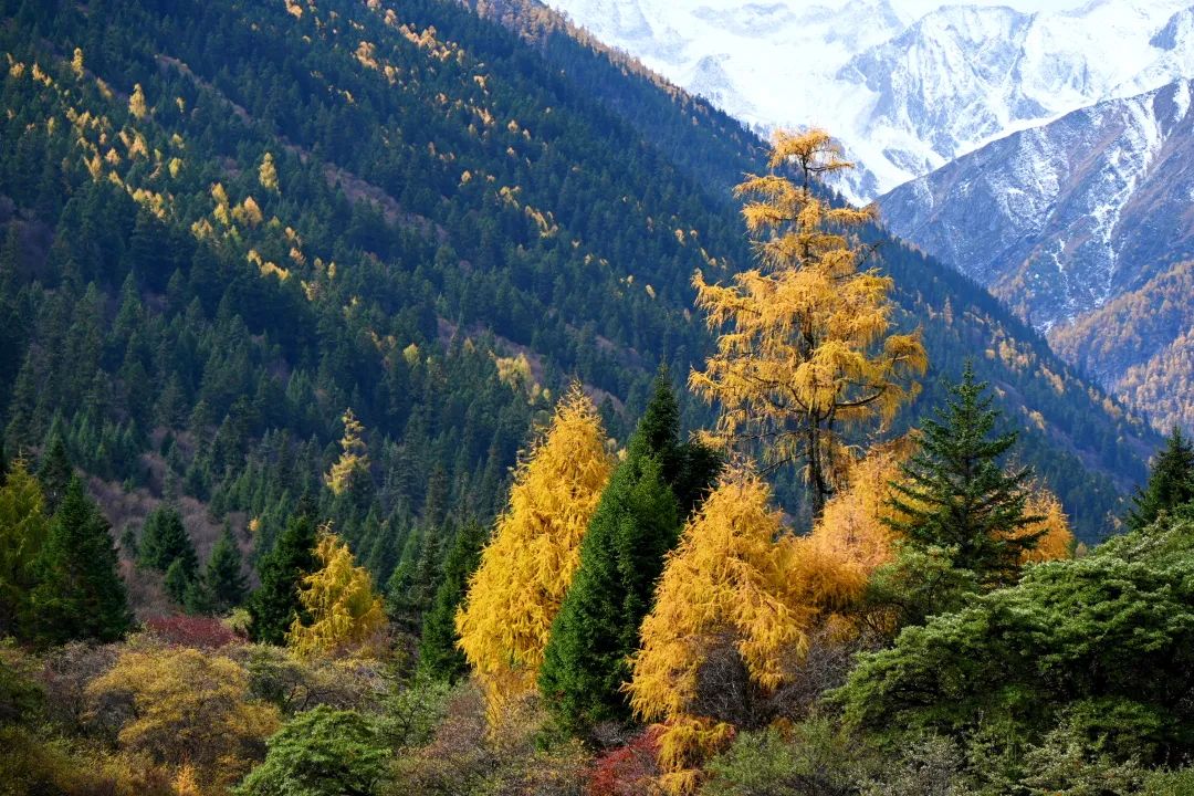 https://www.sczjw.net.cn:443/cms-web/ueditor/download?id=868277985836711936