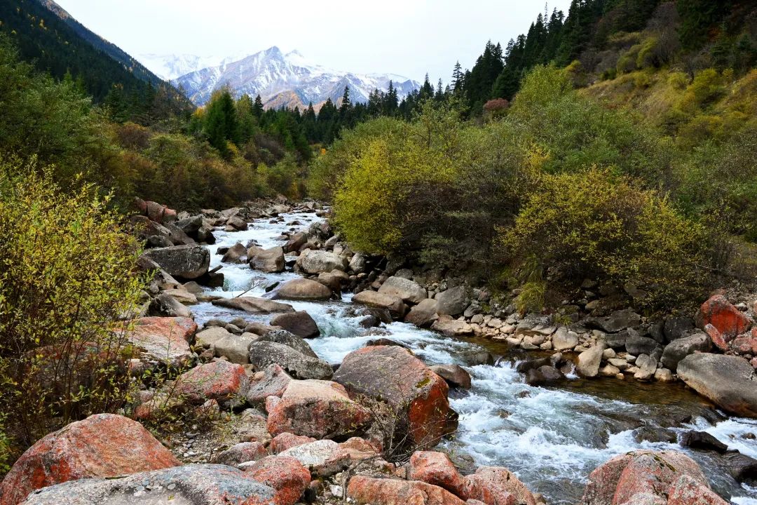 https://www.sczjw.net.cn:443/cms-web/ueditor/download?id=868279126754508800