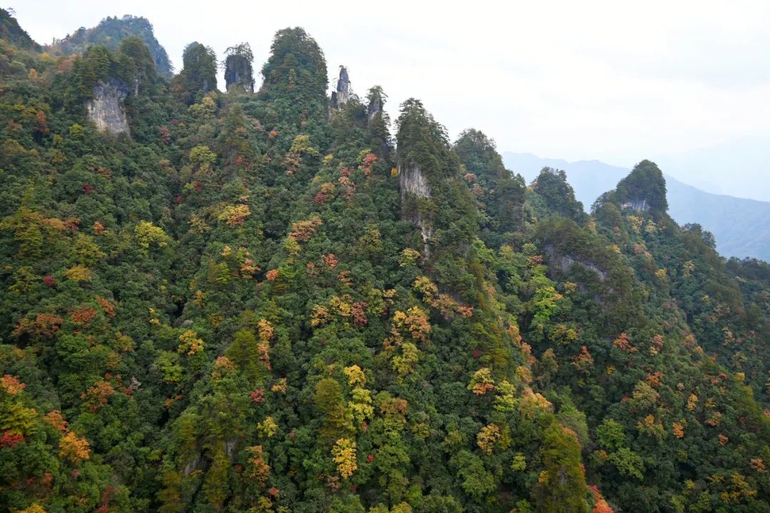 https://www.sczjw.net.cn:443/cms-web/ueditor/download?id=871172841739304960