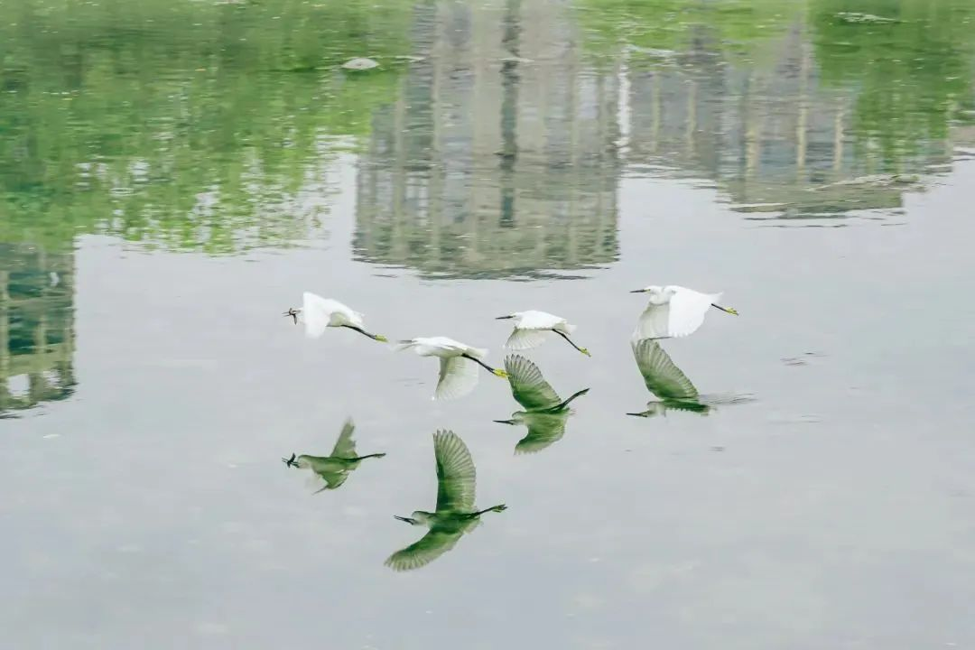 https://www.sczjw.net.cn:443/cms-web/ueditor/download?id=904588386353070080