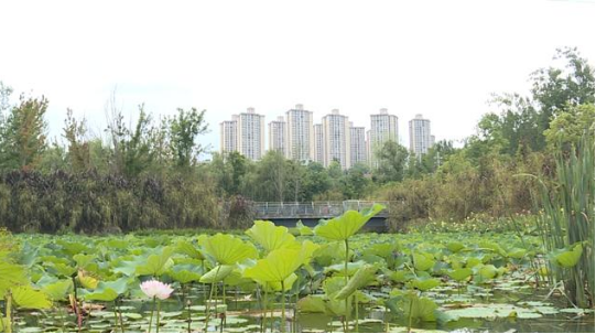 https://www.sczjw.net.cn:443/cms-web/ueditor/download?id=932413368831229952